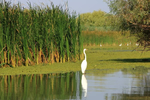 Beautiful Heron White Egret Danube Delta Romania — Fotografia de Stock