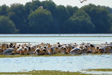 Romanya 'daki Tuna Deltası' nda bir grup pelikan