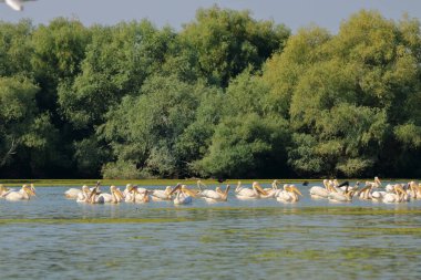 Romanya 'daki Tuna Deltası' nda bir grup pelikan