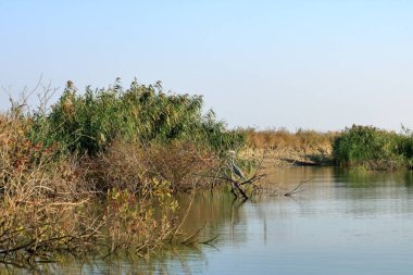 Romanya 'daki Tuna Deltası' nda gri balıkçıl (ardea cinerea)