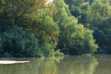 Romanya 'daki Tuna Deltası' nda gri balıkçıl (ardea cinerea)