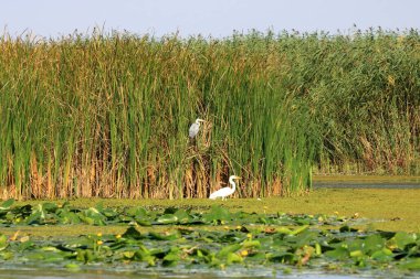Romanya 'daki Tuna Deltası' nda balıkçıl balığı.