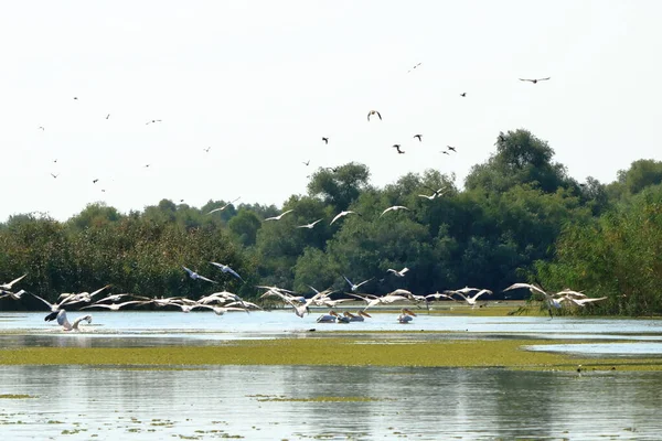 Group Pelicans Danube Delta Romania — Stockfoto