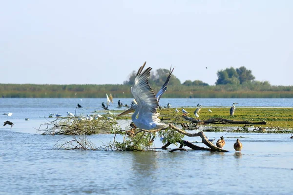 Group Pelicans Danube Delta Romania — Fotografia de Stock