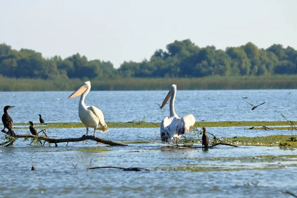 Group Pelicans Danube Delta Romania — Fotografia de Stock