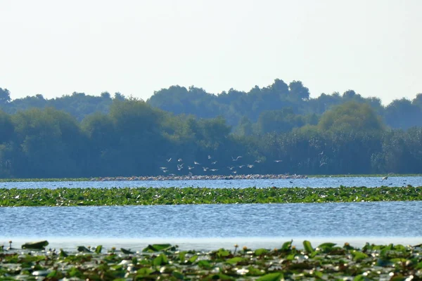 Group Pelicans Danube Delta Romania — Stockfoto