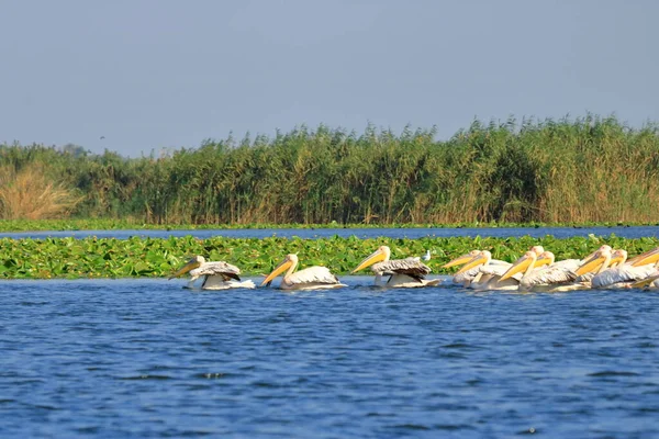 Romanya Daki Tuna Deltası Nda Bir Grup Pelikan — Stok fotoğraf