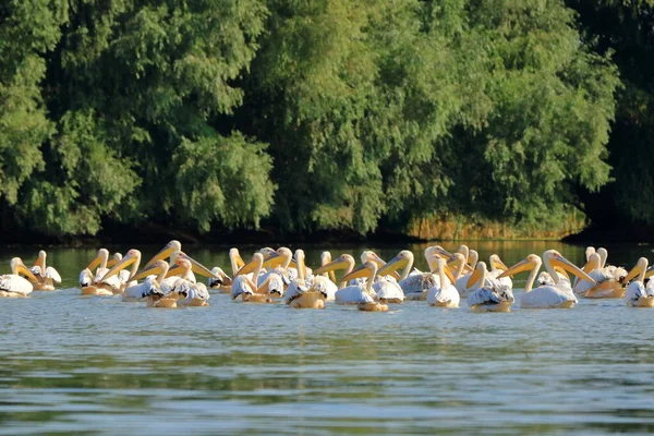 Group Pelicans Danube Delta Romania — Stockfoto