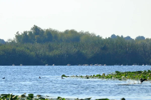 Group Pelicans Danube Delta Romania — Fotografia de Stock
