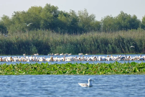 Group Pelicans Danube Delta Romania — Fotografia de Stock