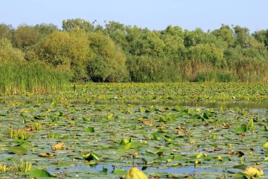 Tuna Deltasında Küçük Sarı Su Zambağı