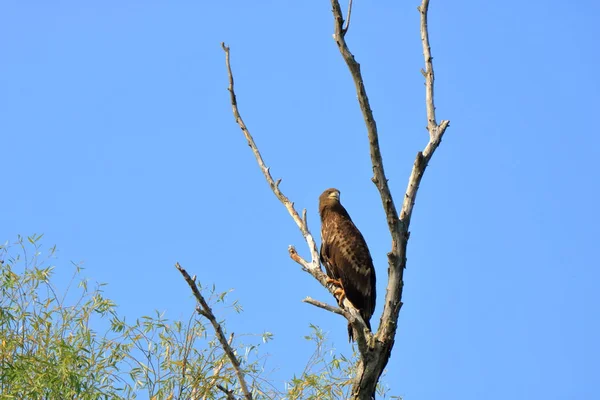 White Tailed Eagle Danube Delta Romania — Stock Photo, Image