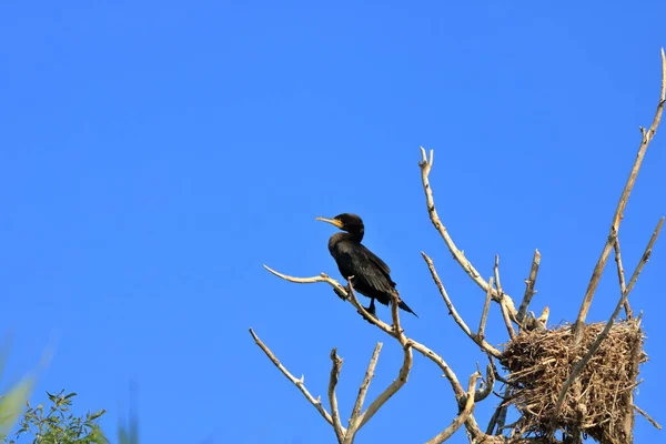 European Cormorant Danube Delta — Stock Photo, Image