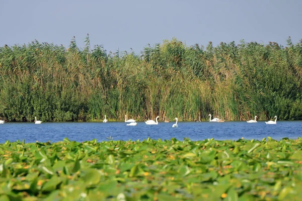 Familia Del Cisne Del Delta Del Danubio Junto Lago Con —  Fotos de Stock