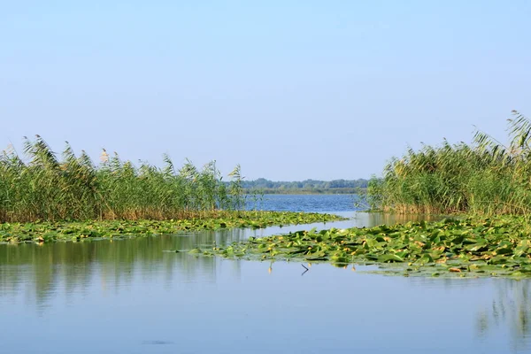 Little Yellow Waterlily Danube Delta — Stock Photo, Image