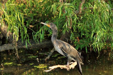 Tuna Deltasında Avrupa Karabatağı