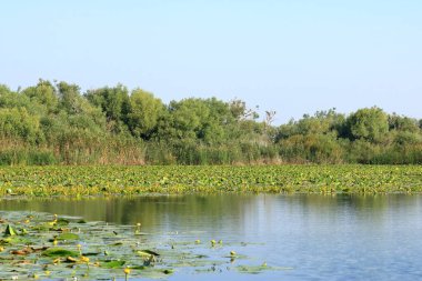 Tuna Deltasında Küçük Sarı Su Zambağı