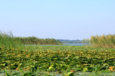 Tuna Deltasında Küçük Sarı Su Zambağı
