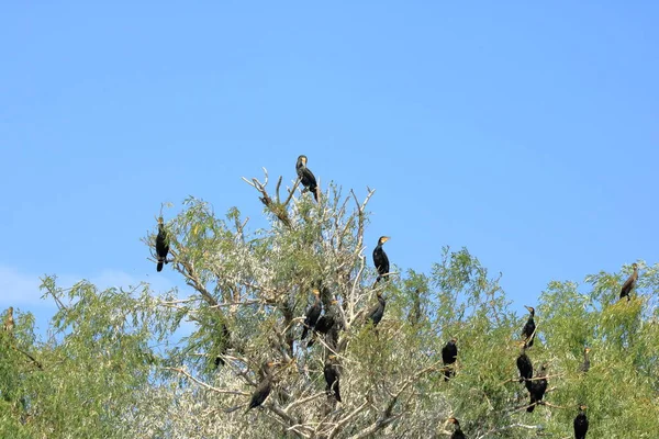 European Cormorant Danube Delta — Stock fotografie