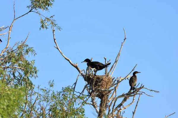 Kormoran Donaudelta — Stockfoto