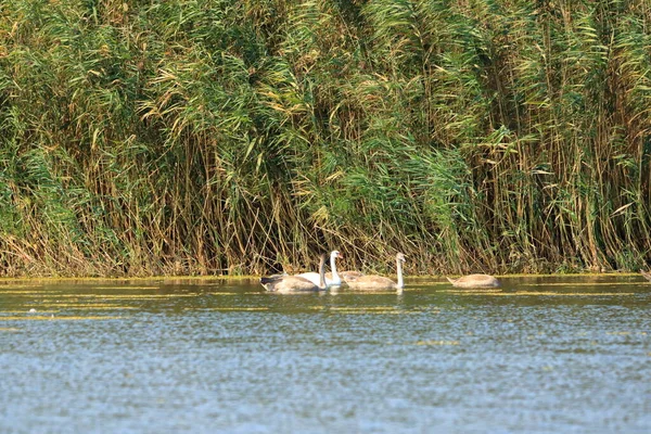 Schwanenfamilie Donaudelta See Mit Wiesen Schilf Und Seerosen Hintergrund — Stockfoto