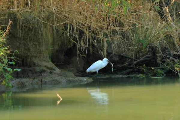 White Egret Eating Frog Danube Delta — Stock Photo, Image