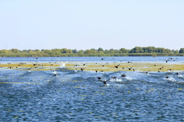 Paisagem Com Diferentes Aves Delta Danúbio — Fotografia de Stock