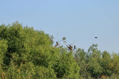 Tuna Deltasında Avrupa Karabatağı