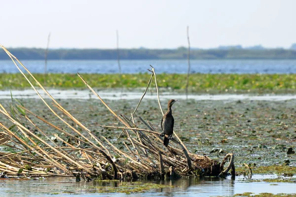 Cormorán Europeo Delta Del Danubio —  Fotos de Stock