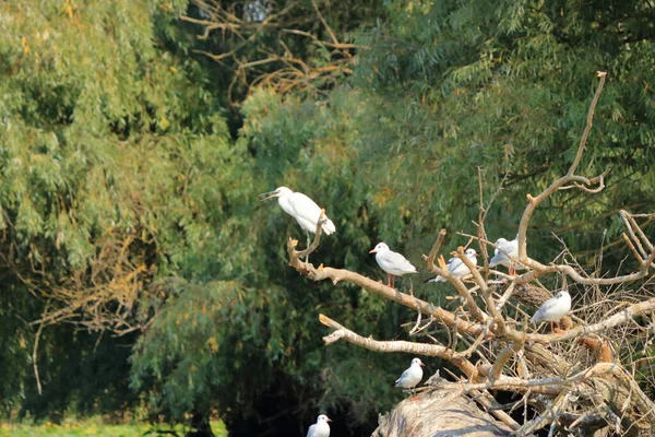 Silberreiher Donaudelta Rumänien — Stockfoto