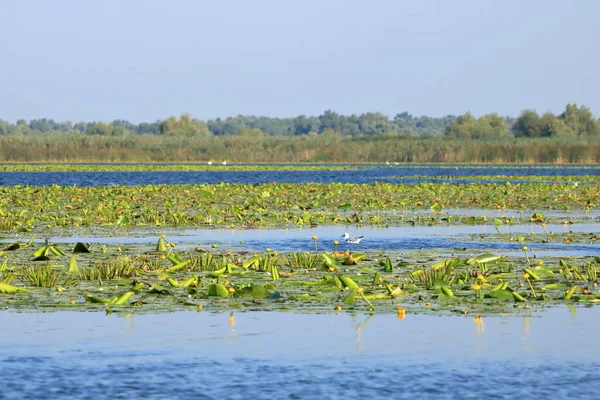 Little Yellow Waterlily Delta Danúbio — Fotografia de Stock