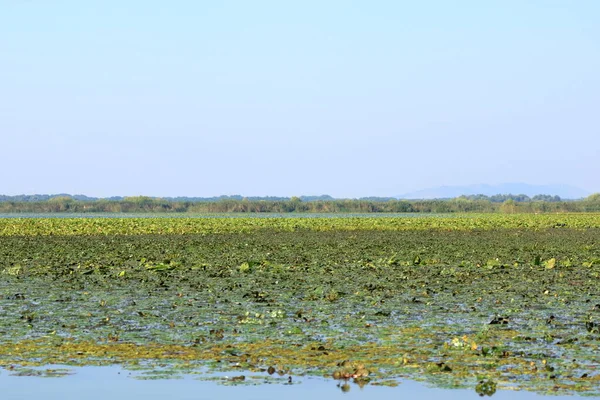 Tuna Deltasında Küçük Sarı Su Zambağı