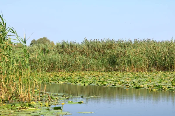 Little Yellow Waterlily Danube Delta — Stock Photo, Image