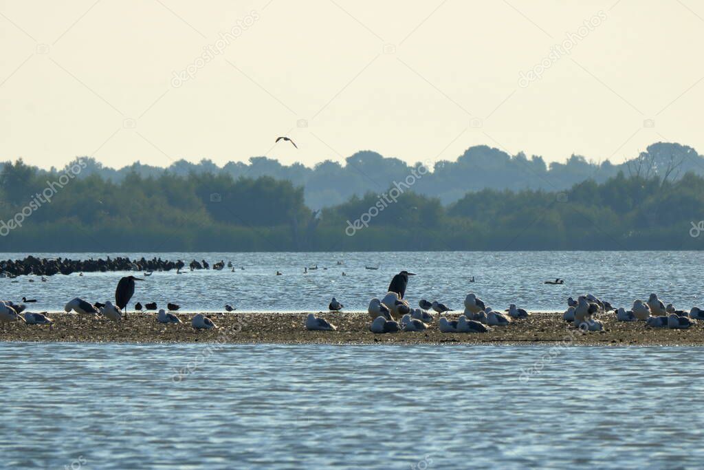 Landscape with different birds in Danube Delta