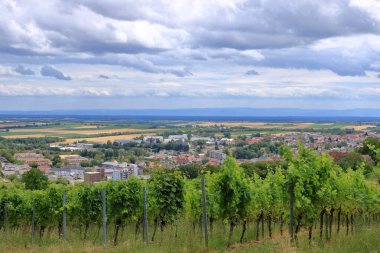 Üzüm bağlarından Berg Badzabern 'e kadar Alman şarap yolu damak zevkine uygun.