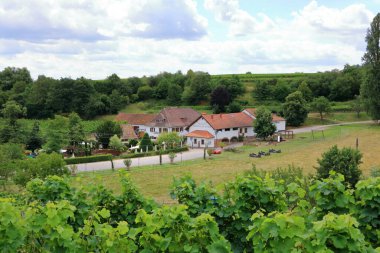 Rhodt, Rietburg, Hainfeld, Burrweiler, Weyher, Edenkoben, Edesheim köylerinin etrafındaki üzüm bağlarının manzarası.