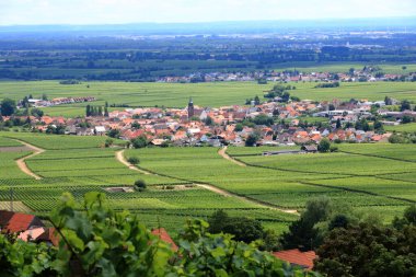 Rhodt, Rietburg, Hainfeld, Burrweiler, Weyher, Edenkoben, Edesheim köylerinin etrafındaki üzüm bağlarının manzarası.