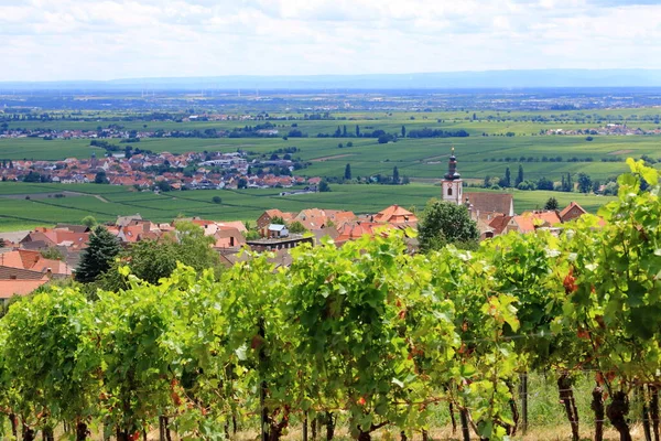 Rhodt, Rietburg, Hainfeld, Burrweiler, Weyher, Edenkoben, Edesheim köylerinin etrafındaki üzüm bağlarının manzarası.