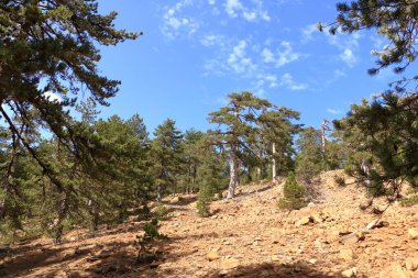 Kıbrıs 'ın ön planında çam dalları bulunan Troodos dağları manzarası