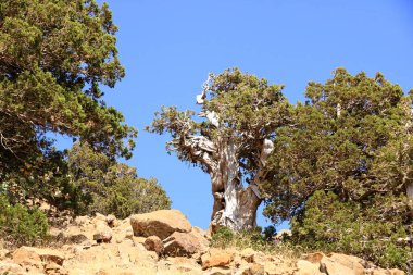 Kıbrıs 'ın ön planında çam dalları bulunan Troodos dağları manzarası