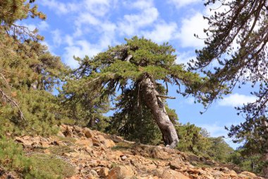 Kıbrıs 'ın ön planında çam dalları bulunan Troodos dağları manzarası