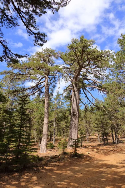 キプロスの前景に松の枝を持つトロドスの山の風景 — ストック写真
