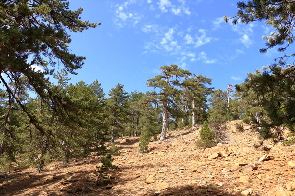 Paisaje Las Montañas Troodos Con Las Ramas Pino Primer Plano —  Fotos de Stock