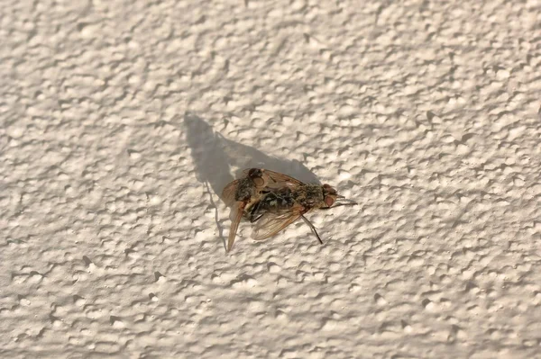 Accouplement Vole Sur Mur Macro — Photo