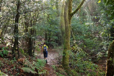 Teno Tenerife 'deki Laurel Ormanı, yosunlarla kaplı ağaçlarla