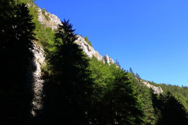 Romanya 'nın Zarnesti kentindeki Karpatya Dağları' ndaki Gorge Zarnestiului Prapastiei. Doğa Koruması Piatra Craiului Ulusal Parkı
