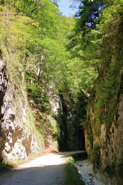 Romanya 'nın Zarnesti kentindeki Karpatya Dağları' ndaki Gorge Zarnestiului Prapastiei. Doğa Koruması Piatra Craiului Ulusal Parkı