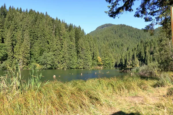 Lacu Rosu Red Lake Début Automne Transylvanie Comté Harghita Roumanie — Photo