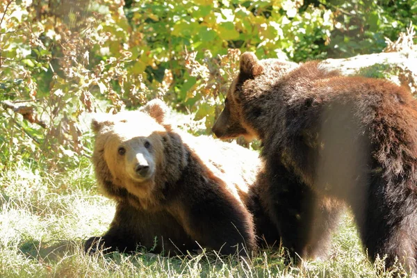 Two Brown Bear Cubs Playing Fighting — Fotografia de Stock