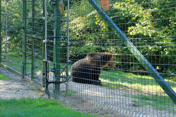 European Brown Bear Captivity Enclosed Wildlife Area — Foto Stock